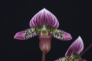 Paph. Monica Perez Angela HCC 76 pts.